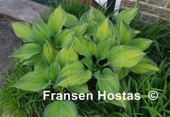 Hosta Lost in Paradise